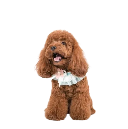 อุปกรณ์สัตว์เลี้ยง